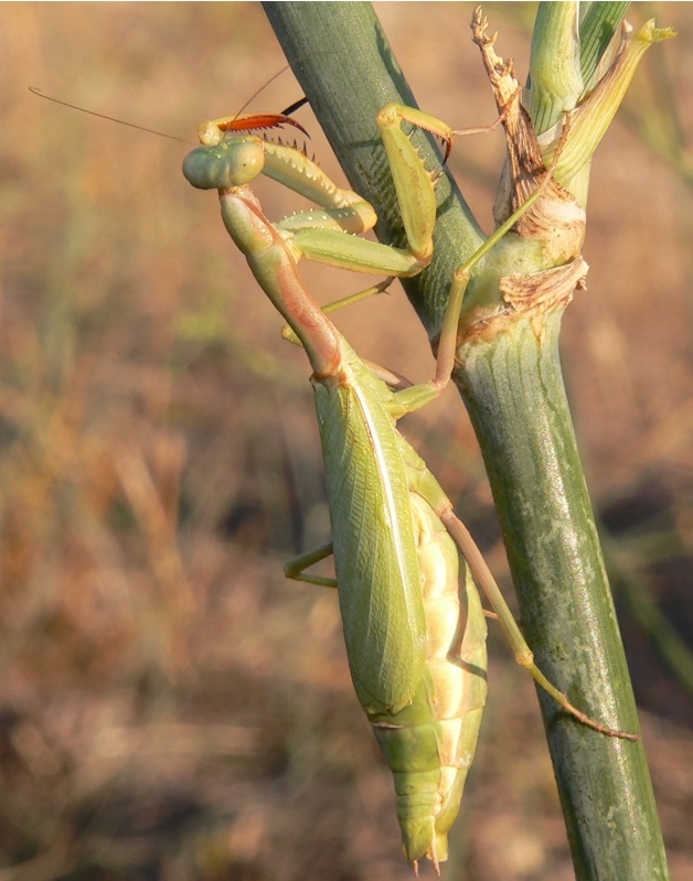 Mantidi sicane